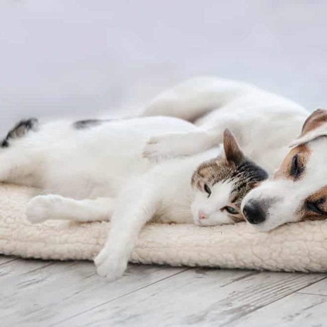 Pet Shop Assortment - Cat and dog sleeping. Pets sleeping embracing